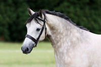 Class 43 Gelding 4yrs & Over
