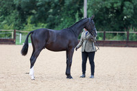 10 In Hand Sports or Warmblood