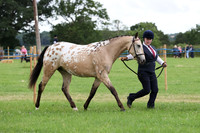 Classes 54-56 Youngstock