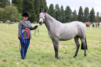 Championship - Part Bred & Overheight