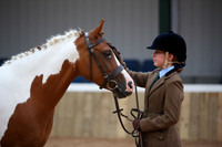 22 In Hand Non Native Horse