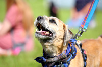 15 Naughtiest Dog