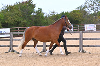 Class 5 Young Handler