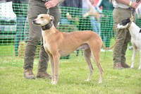 Lurcher Ring