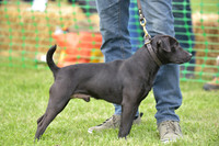 7  Fell Type Dog