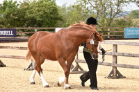Class 6 - In Hand Veteran