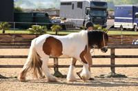 Class 1 - In Hand Youngstock