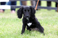 Family Dog Show Ring