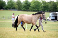 7 Novice Mare