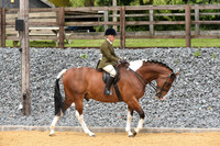 31 HOYSQ Ridden Non Native Horse