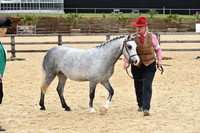 Class 9 - In Hand Part Bred M&M