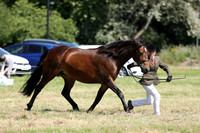 7-8 Novice & Open Mare