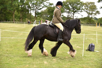 46 Family Horse or Pony