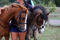 Crown & Canter
