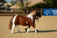 Class 1 - Young Handler 3-7yrs