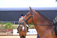 Class 15 Ridden Show Cob