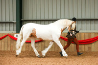 16 In Hand Native Pony