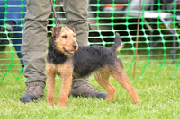 Terrier Ring
