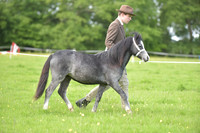 8 In Hand Small Youngstock