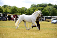 12 Stallions 6yo+