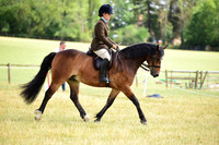 39C Gelding Champs