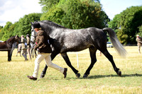 13 Sports Comp Pony 4 5 6yo
