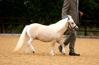 8 In Hand Shetland & Miniature