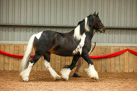 17 In Hand Native Horse