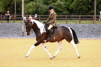 31 HOYS Non Native Horse