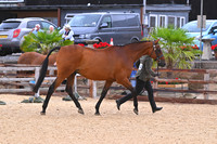 Class 3 In Hand Racehorse ROR