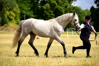 4 Stallions 2-3yo