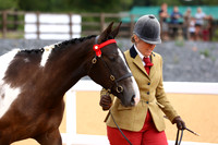 10 In Hand Sportshorse & Warmblood