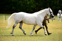 10C Mares & Foals Champs