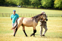1 Yearlings