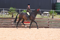 Class 17 Ridden Racehorse ROR