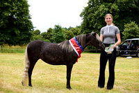 Miniature Horses CHAMPIONSHIP