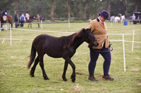 49-50 Youngstock Classes inc Champs