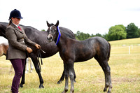 10 Foals