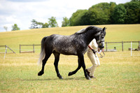 11 Stallion 4-5yo