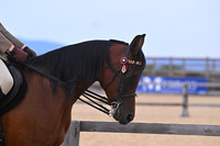 Class 18 Ridden Arab